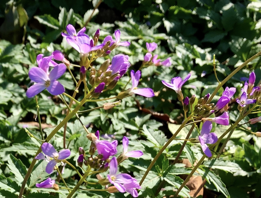 C. quinquefolia - Flowers Close - February - Wake Co., NC