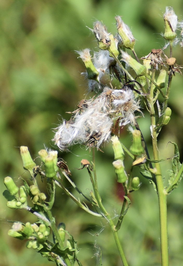 Seed heads with fluffy seeds up close