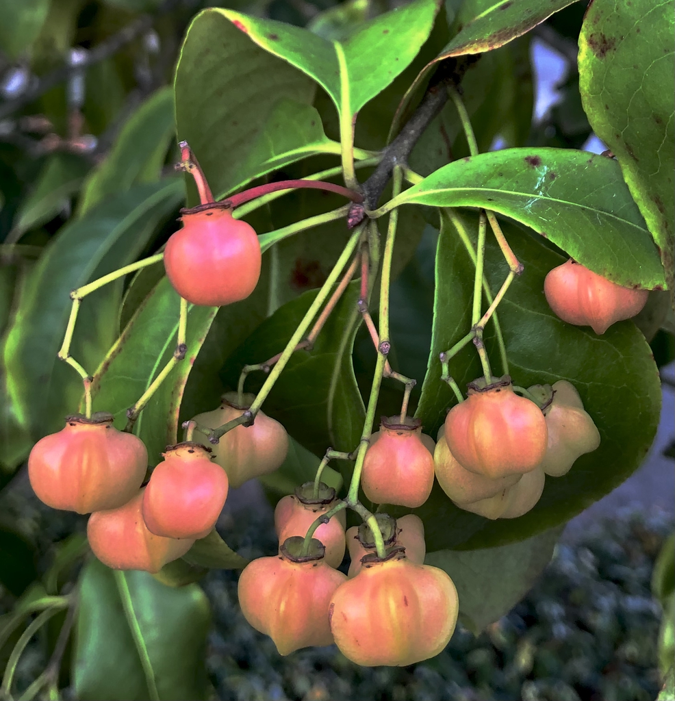 Leaves & fruit - Oct. 4, Wake Co., NC