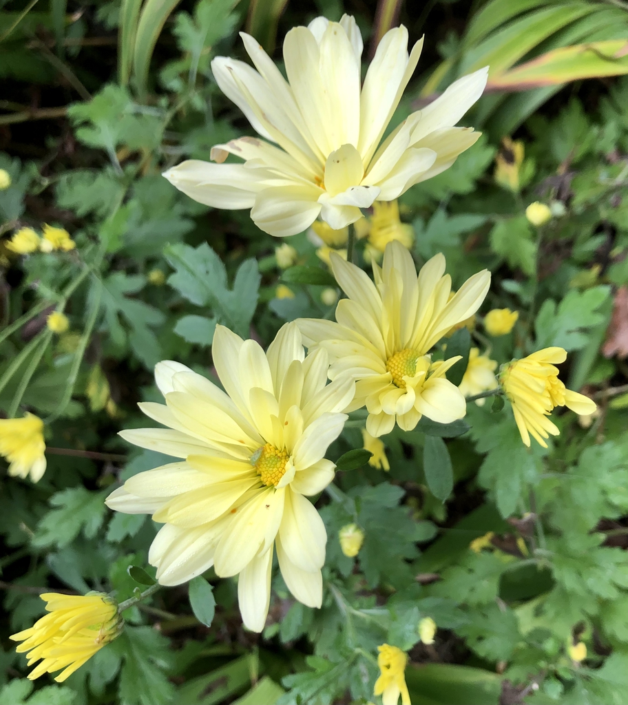 'Gethsemane Moonlight' Flowers - Oct. 23 - Warren Co., NC