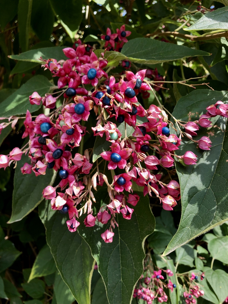 Leaves/Fruit - September - Wake Co., NC