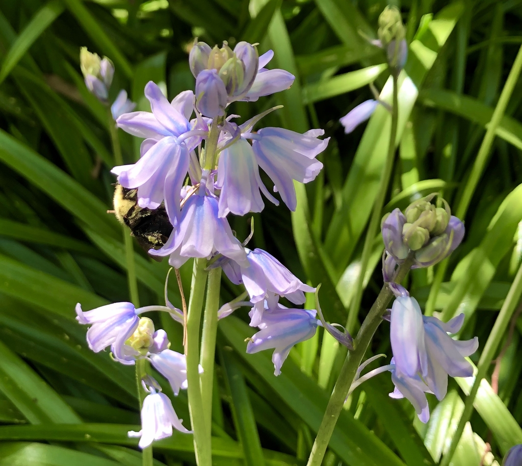 'Excelsior' Flowers & Buds - April 12 - Wake Co., NC