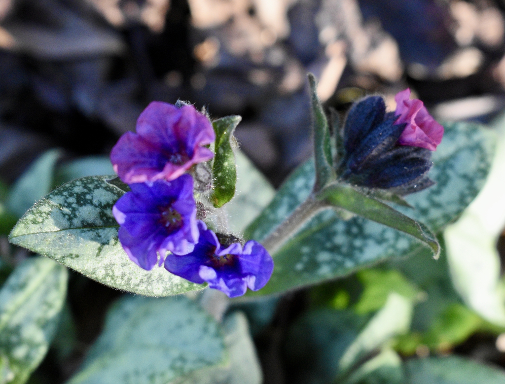 'Trevi Fountain' Flower Closeup & Leaves - March 11 - Wake Co.,