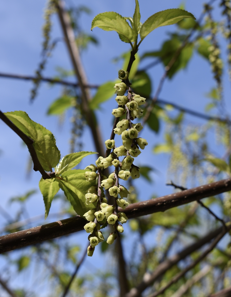 'Carolina Parakeet' Flowers - April 6 - Wake Co., NC