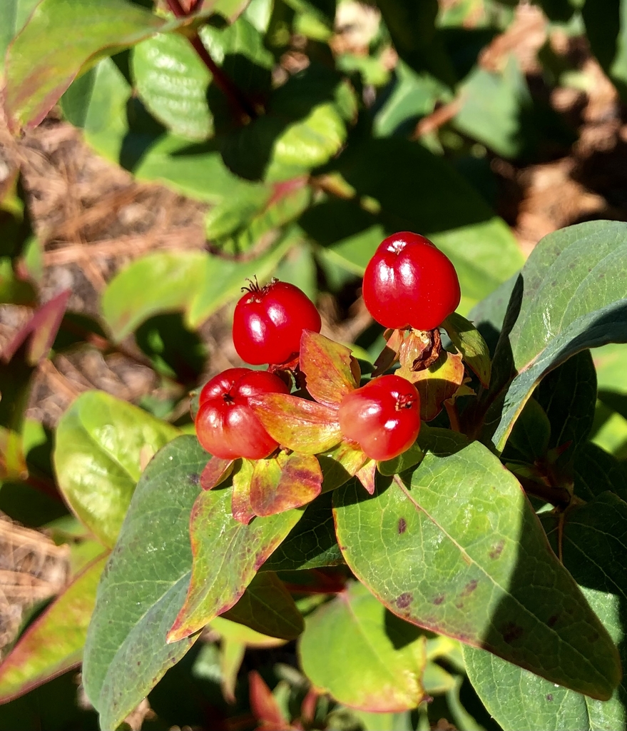 'Allgranduer Miracle Granduer' New Berries - November - Wake Co.
