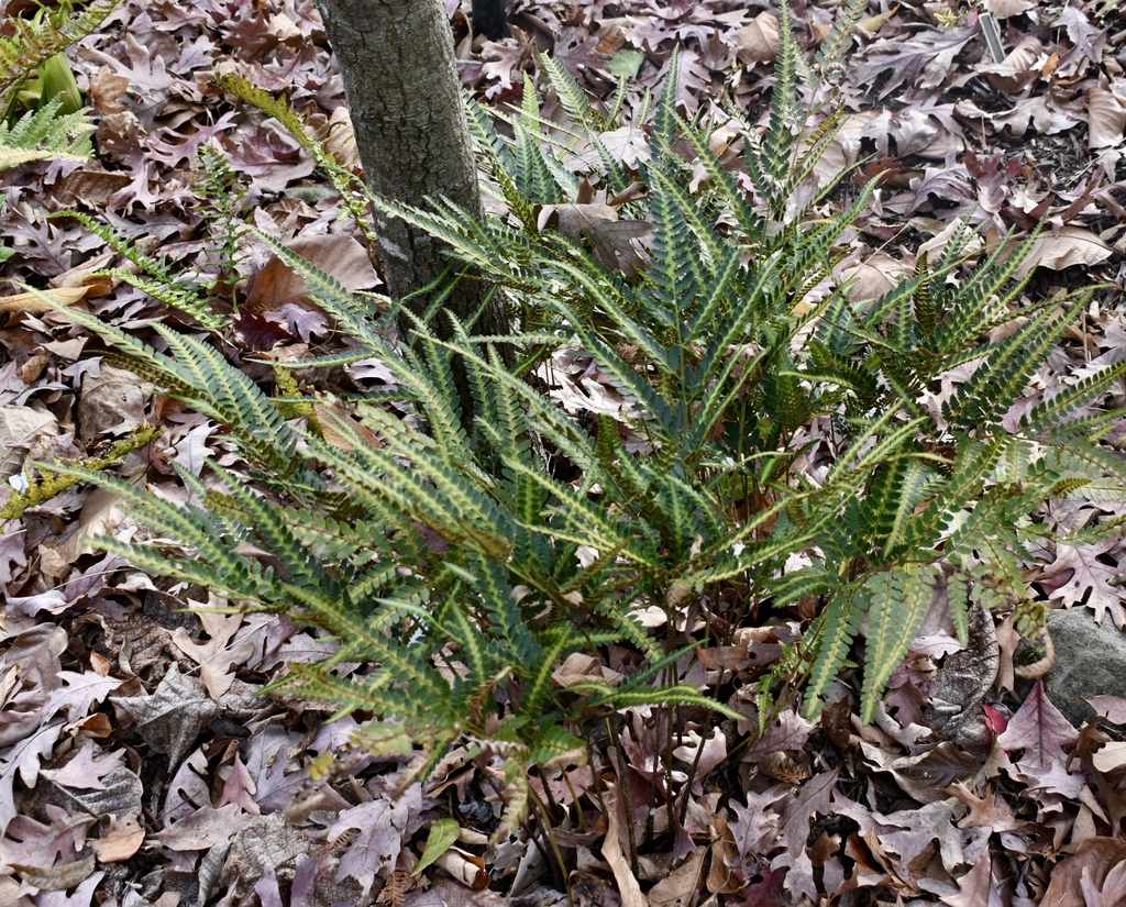 Form - November - Wake Co., NC