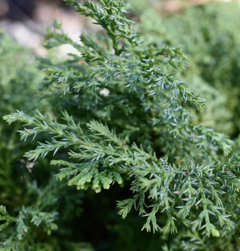 'Chabo Ya Dori' Leaves Close up - Sept. - Moore Co., NC