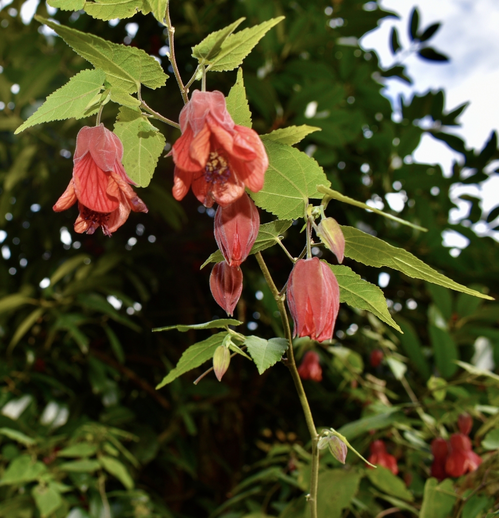 'Twister' Flower & Leaves - Nov. 29 - Wake Co. NC