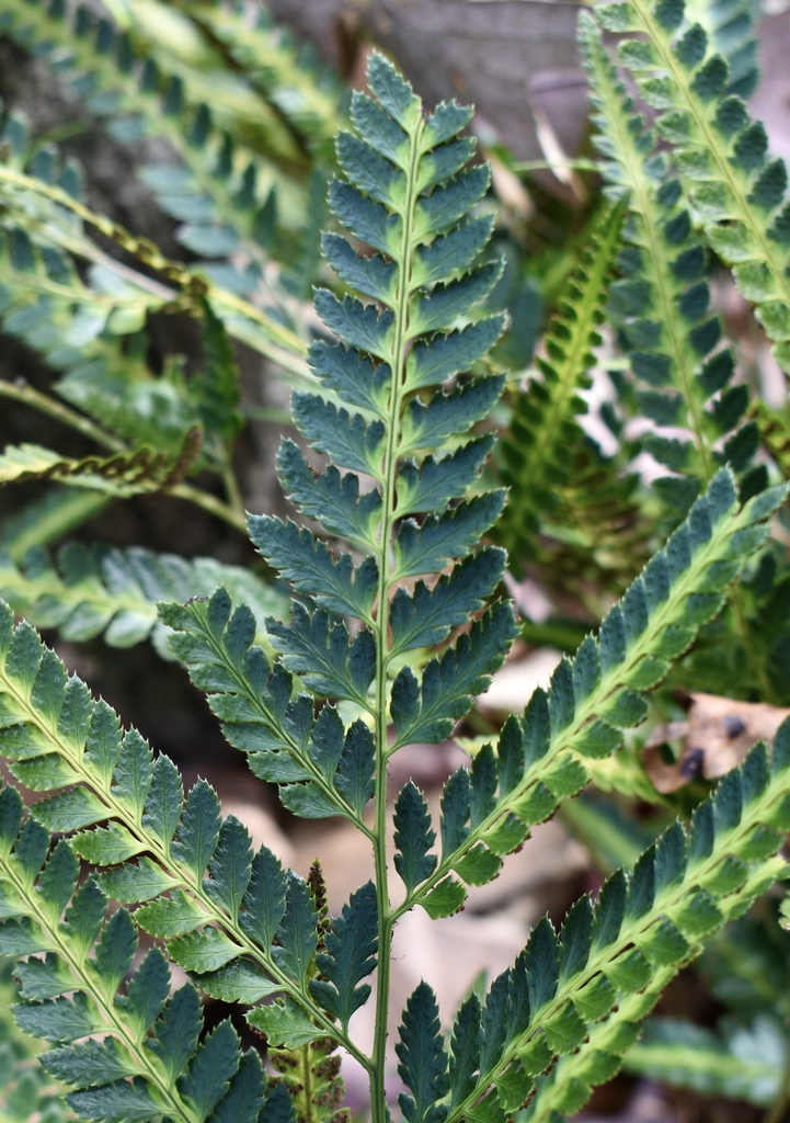 Fronds - November - Wake Co., NC