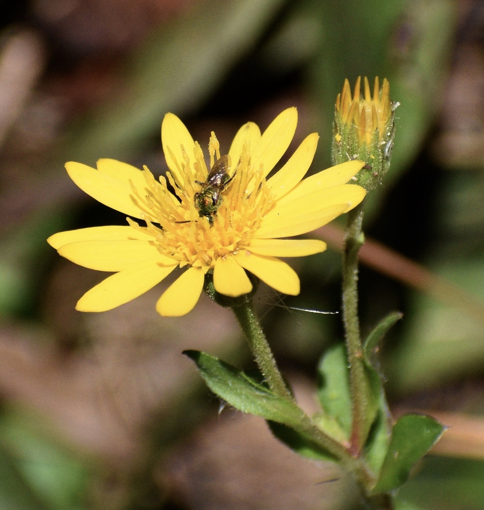 Flower with Golden Sweat Bee - Oct. 3 - Warren Co., NC