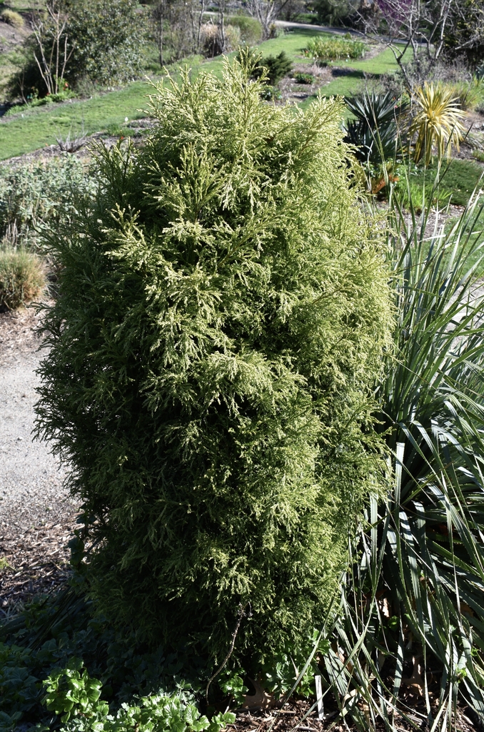 'Nana Albospica' Form close up - March 29 - Wake Co., NC