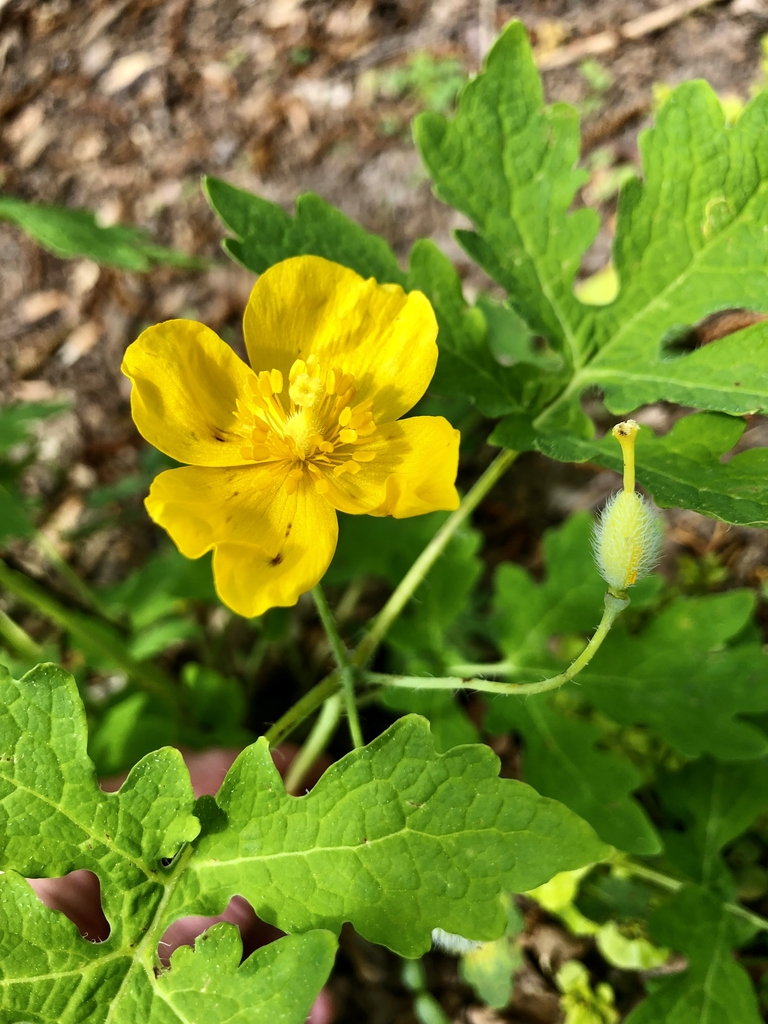 Flower & Leaves - April 12 - Wake Co., NC
