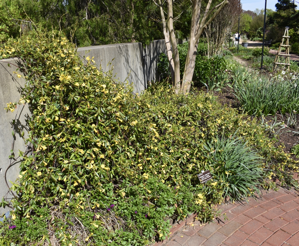 Climber scrambling over a wall. Many yellow flowers.