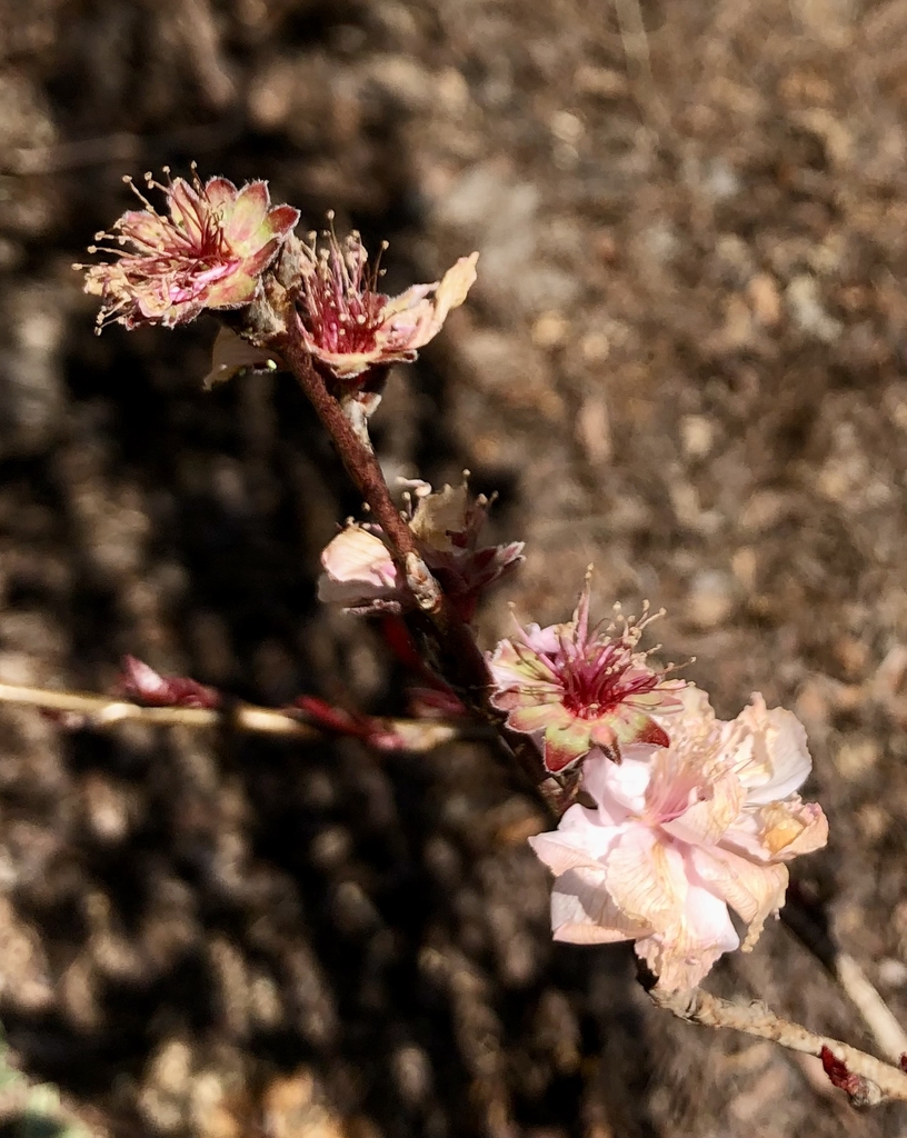 'Corinthian Pink' Frost Damaged Flowers - March - Wake Co., NC