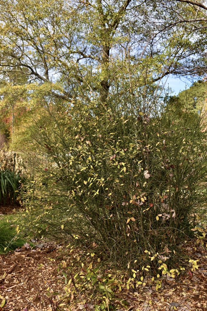 Form - Nov.  - Wake Co., NC