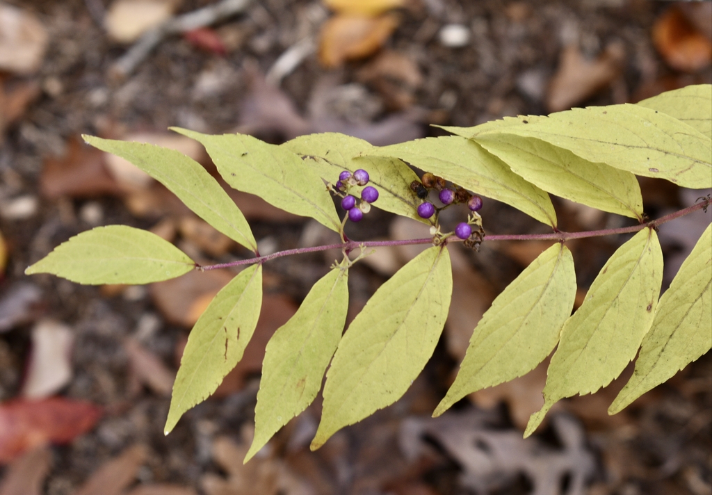 'Luxurians' Leaves & Berries Close-up - Summer - Warren Co., NC
