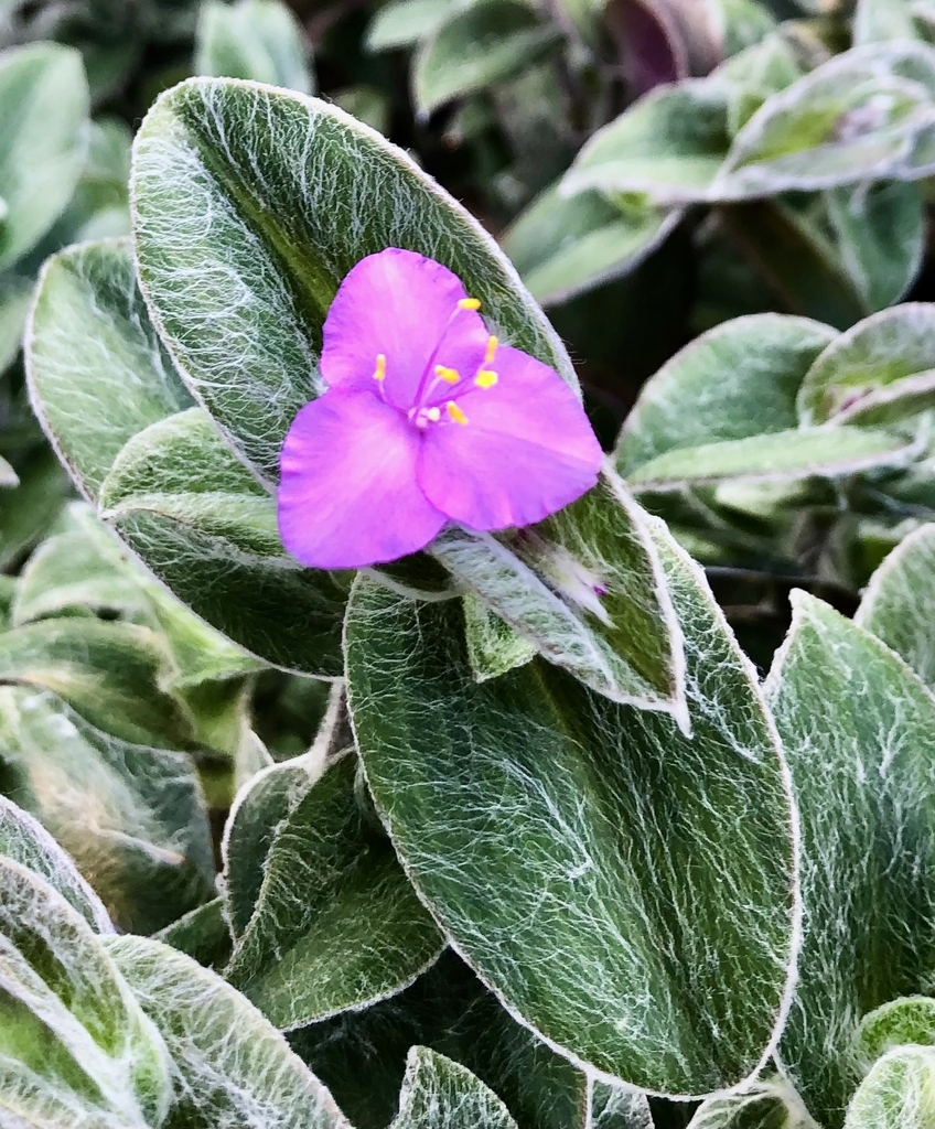 Flower & Leaves Closeup - September - Wake Co., NC