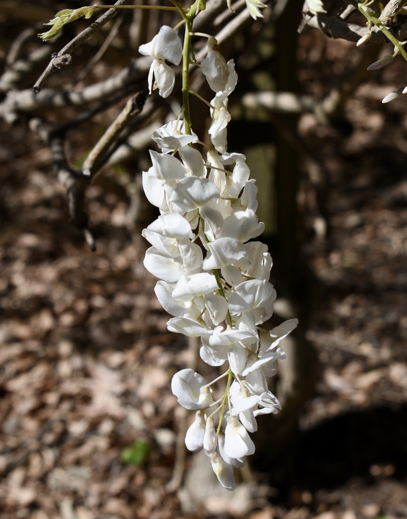 Big pendulous clusters of white flowers.