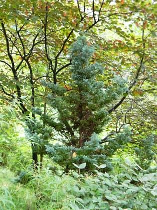 Form - September - Buncombe Co., NC