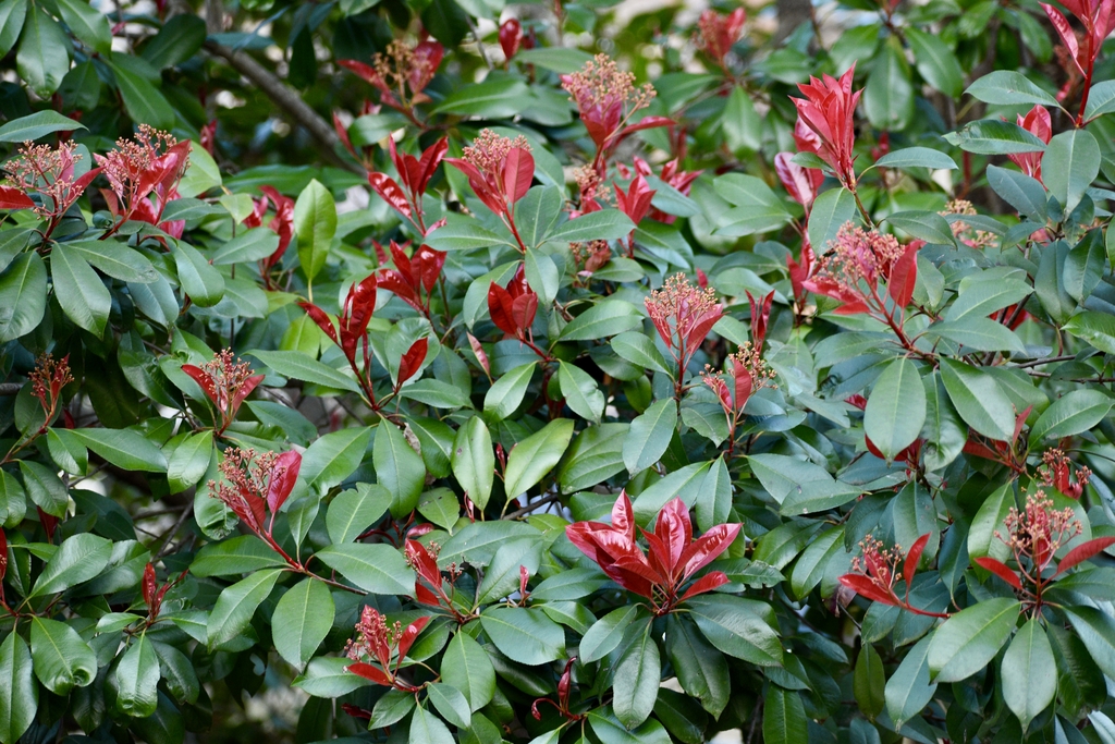 Leaves & Flower buds - March 16 - Warren Co., NC