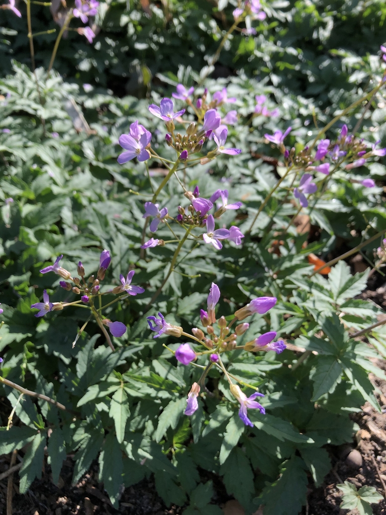 C. quinquefolia - Flowers - February - Wake Co., NC