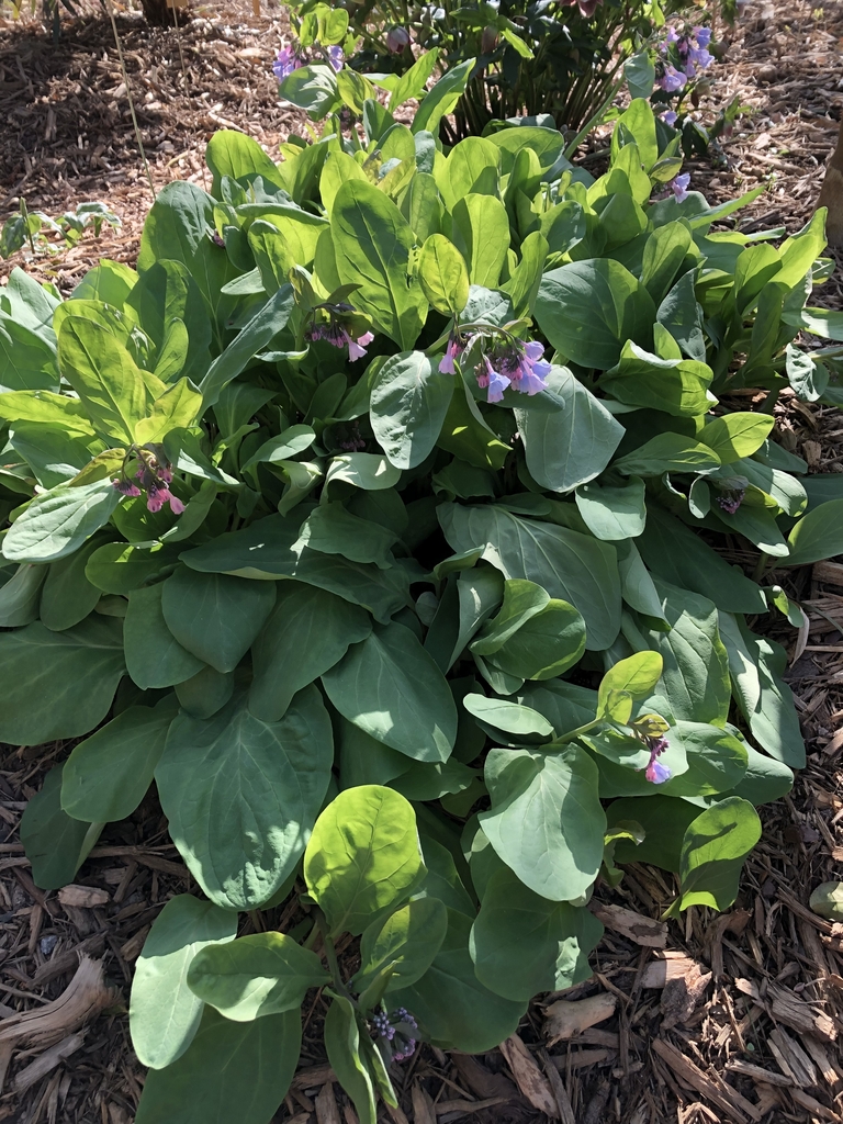 Form - February - Wake Co., NC