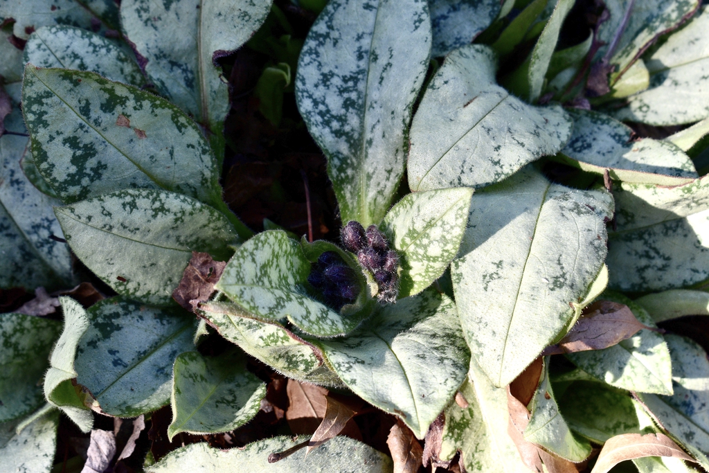 'Trevi Fountain Calyxs ' Flower Bud Closeup & Leaves - Spring -