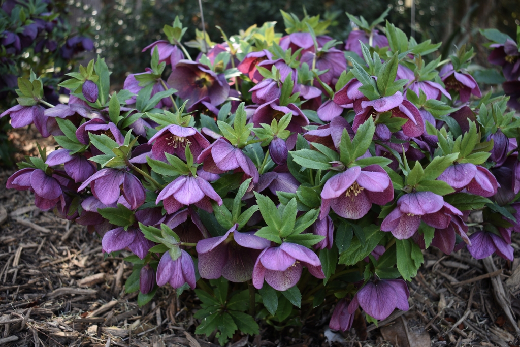 'Winter Delights Violet' Form - February 24 - Wake Co., NC