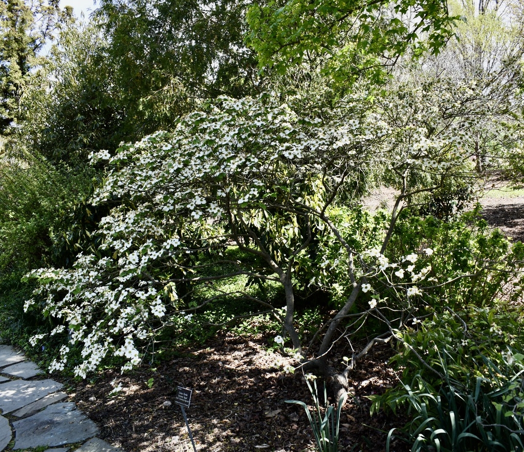 'Suwanee Squat' Form - April 5 - Wake Co., NC
