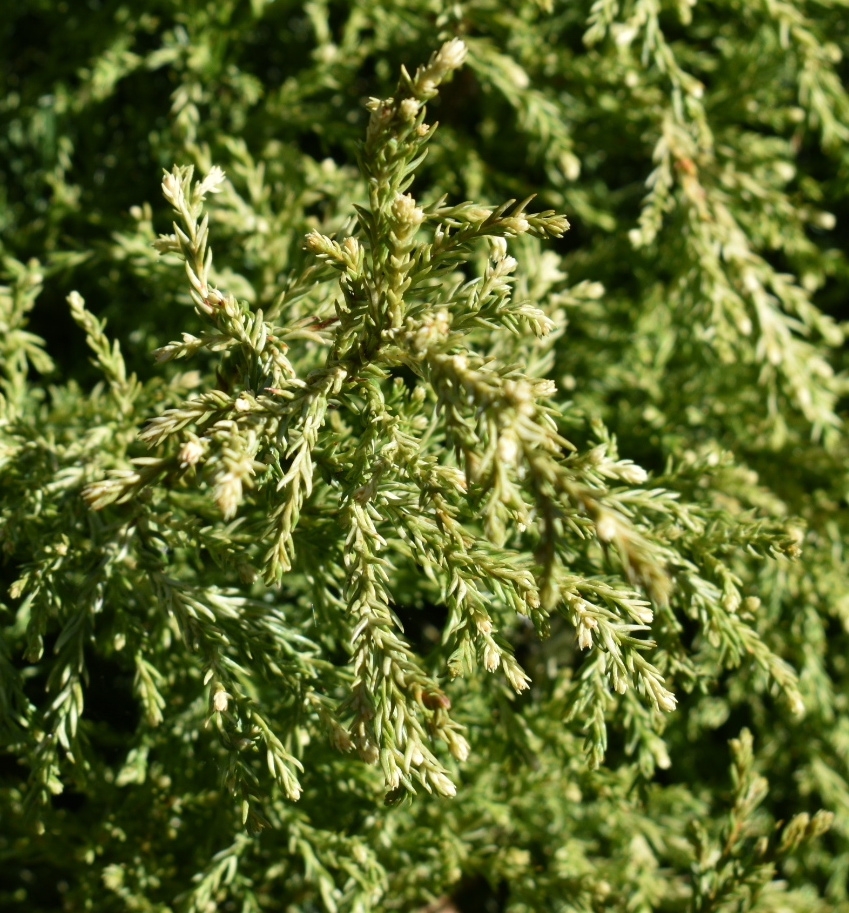 'Nana Albospica' Foliage close up - March 29 - Wake Co., NC