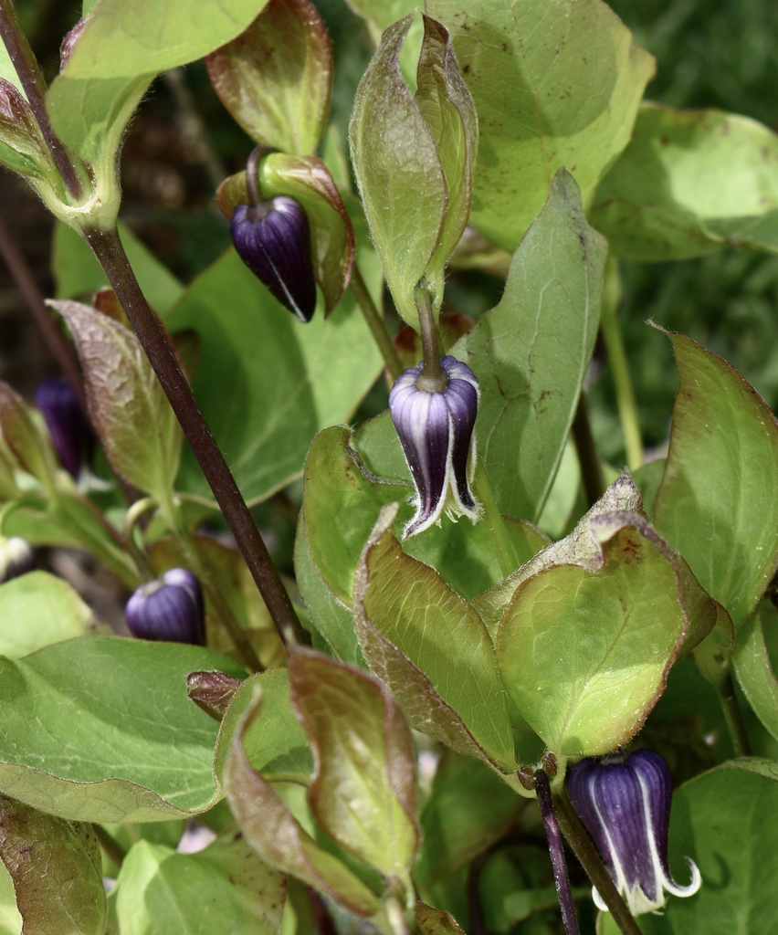 'Rooguchi Sapphire' Flower & Leaves - April 15 - Wake CO., NC