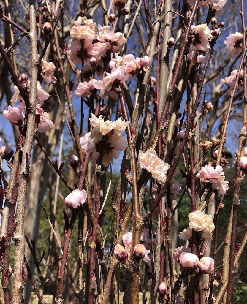 'Corinthian Pink' Frost Damaged Flowers - March - Wake Co., NC