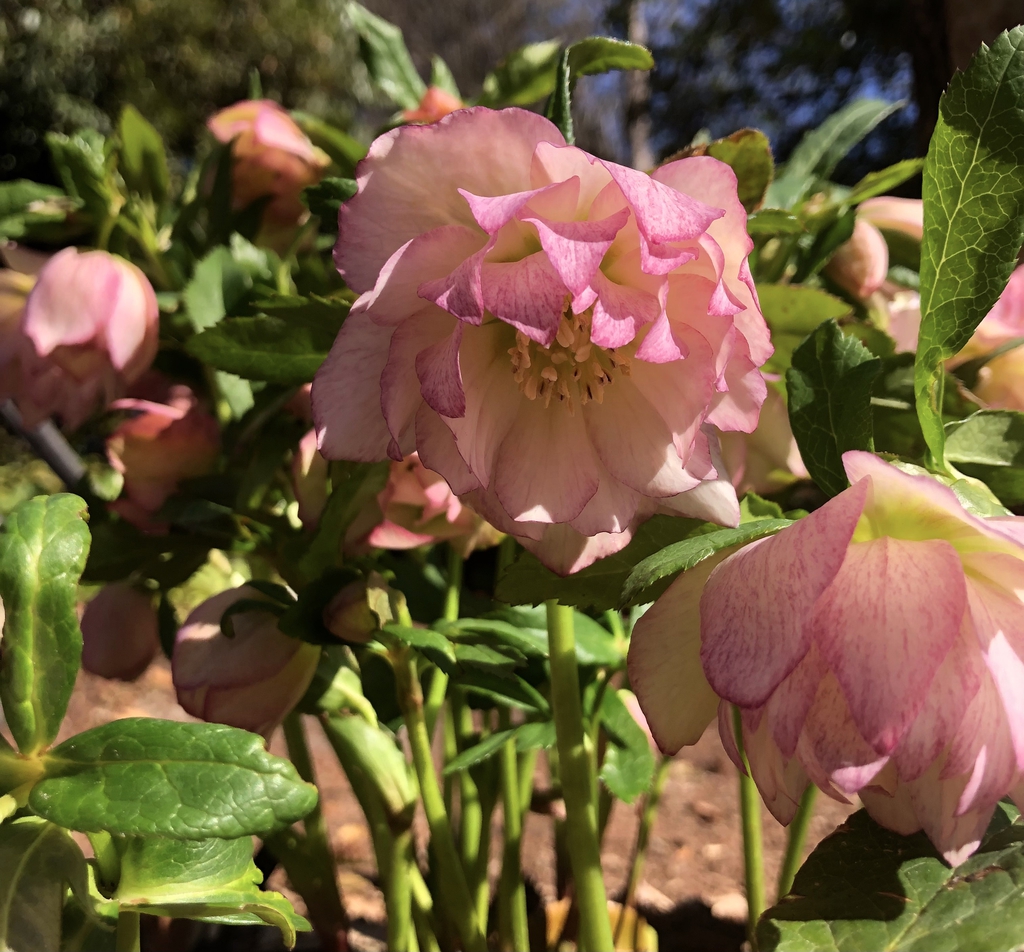 'Double Ellen Pink' Flowers Closeup - Mid Feb. - Wake Co., NC