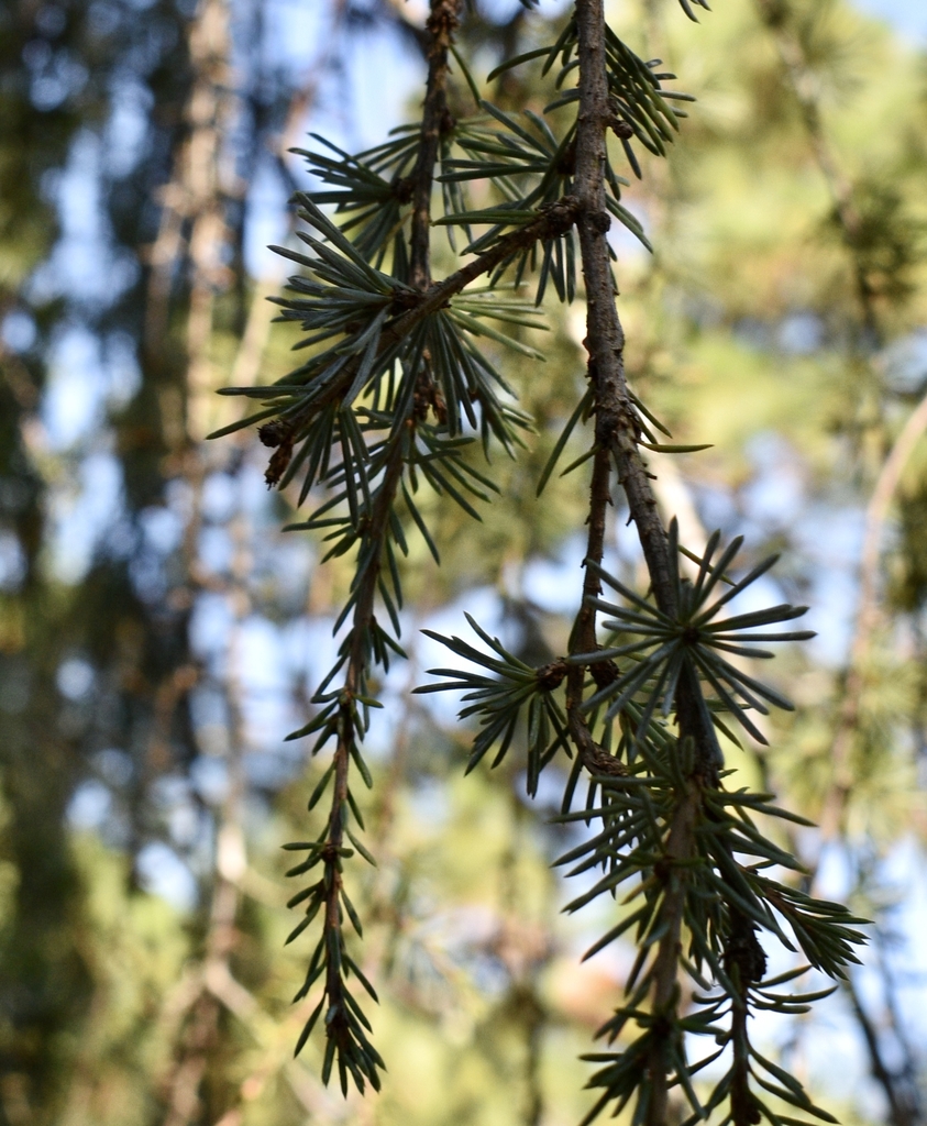 Needles - September - Moore Co., NC