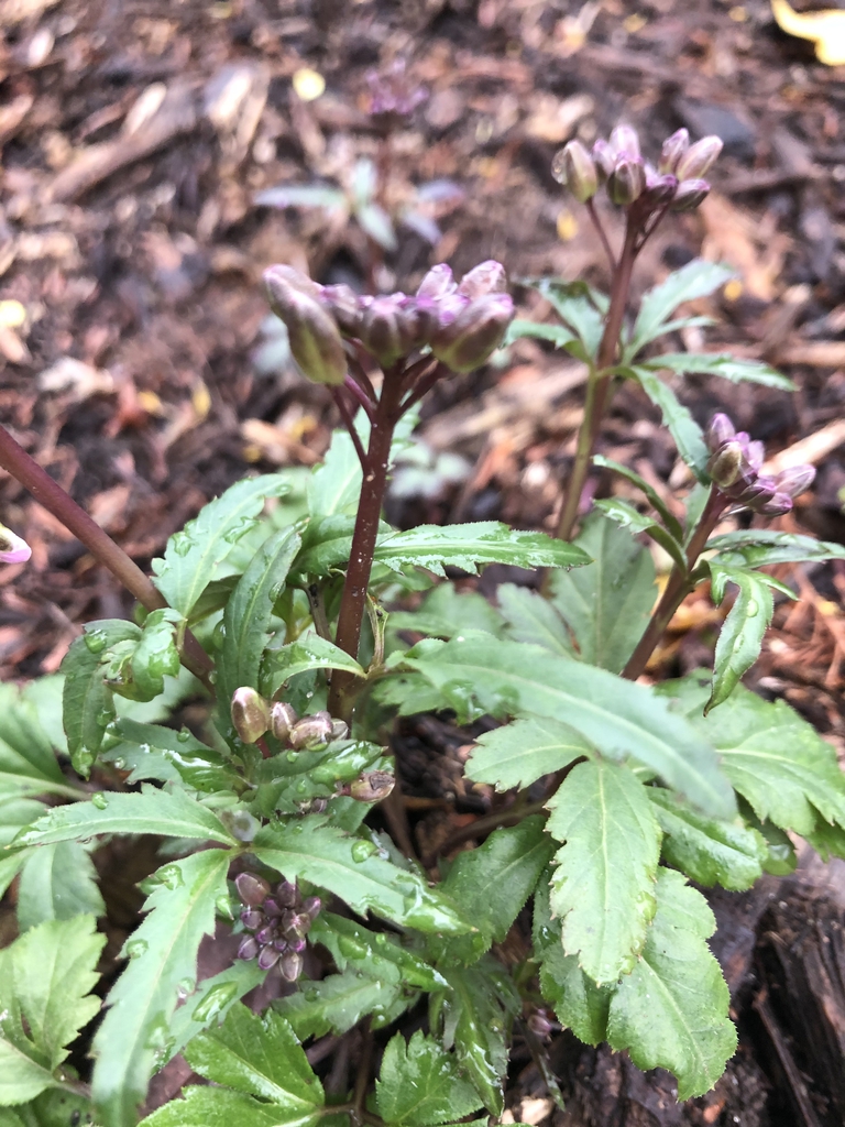 Flower/Buds/Leaves - March 17 - Wake Co., NC