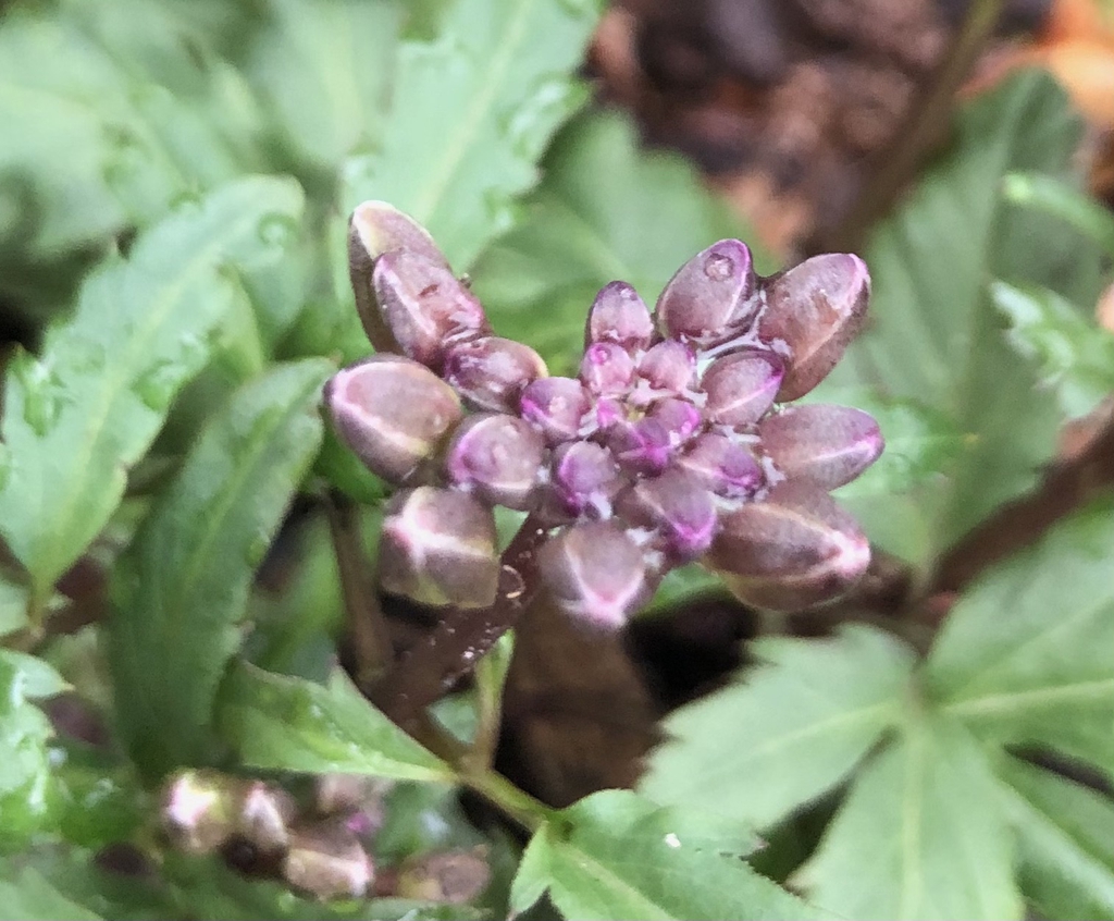 Flower/Buds - March 17 - Wake Co., NC