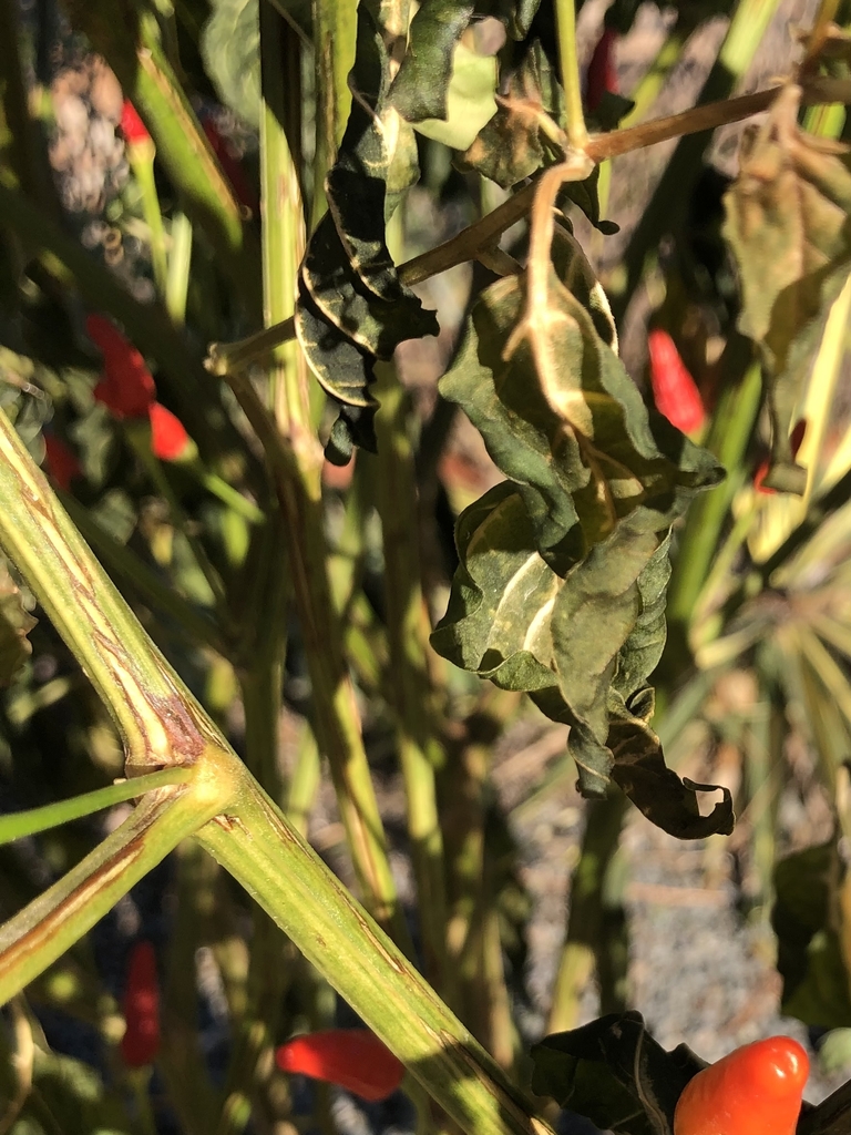 Stems and crumpled leaves in December