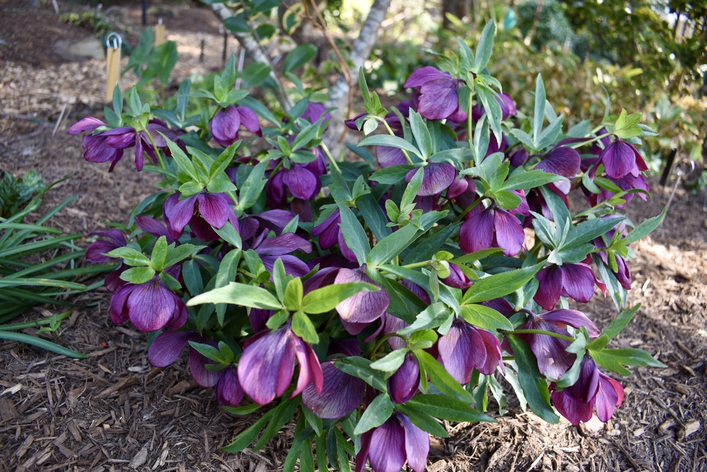 'Winter Delights Violet' Form - February - Wake Co., NC