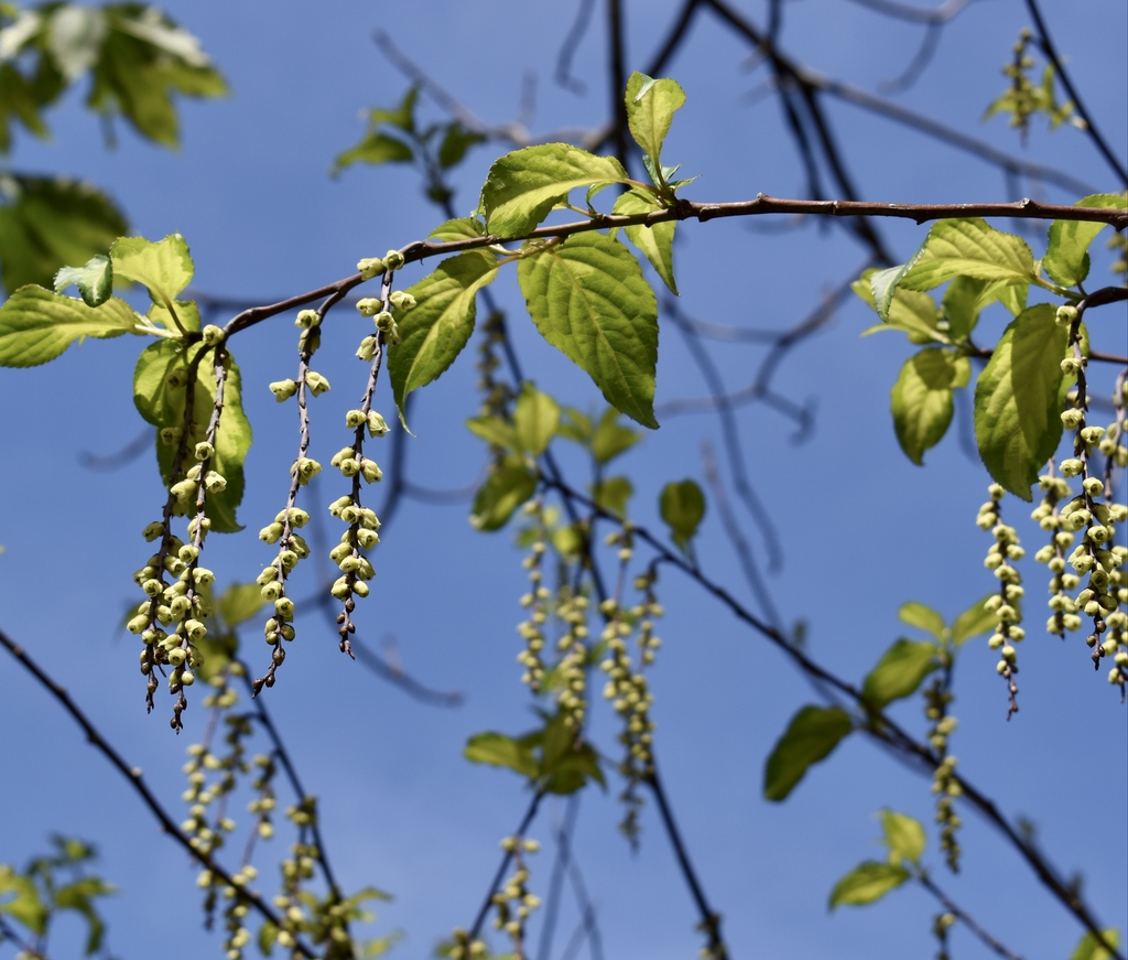 'Carolina Parakeet' Flowers/Leaves - April 6 - Wake Co., NC