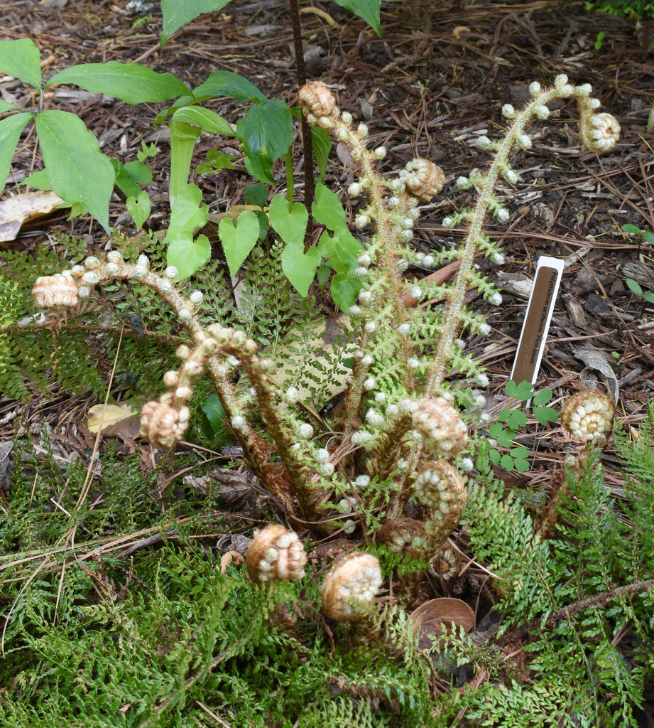 'Plumosum Densum' Form - April 15 - Wake Co., NC