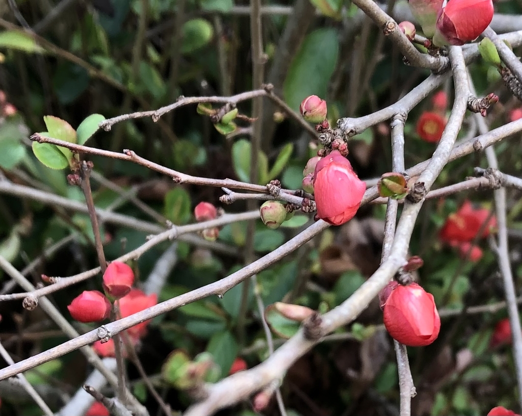 Flower & Bud Closeup - February - Wake Co., NC