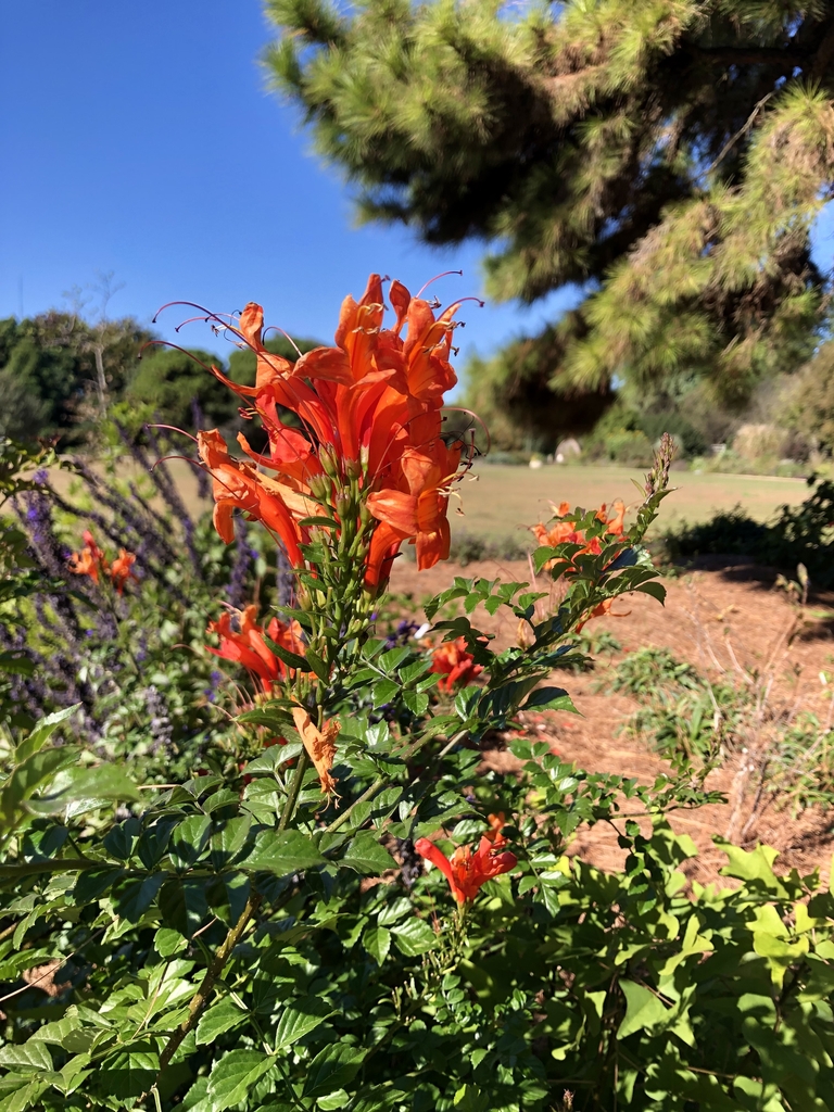 Flowers/Leaves /Form - November - Wake Co., NC