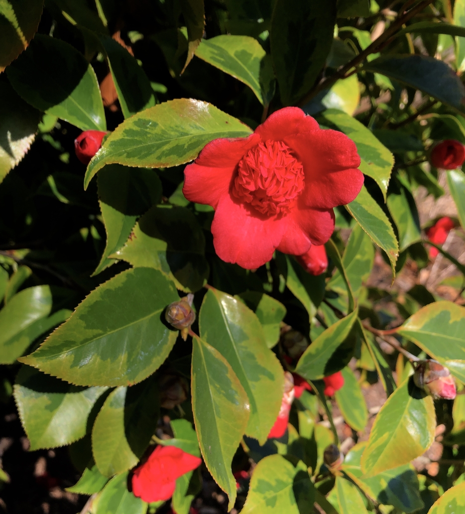 Variegated Leaves & Flower - February - Wake Co., NC