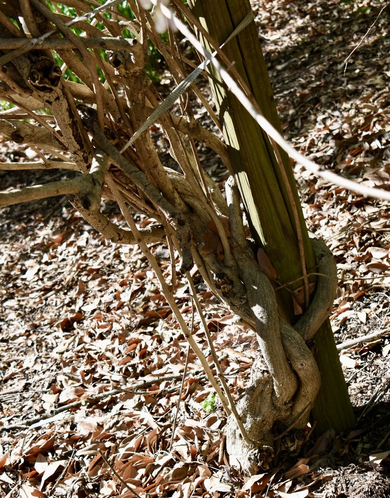 Trunk with woody stolons (here gathered & trained up the stem).