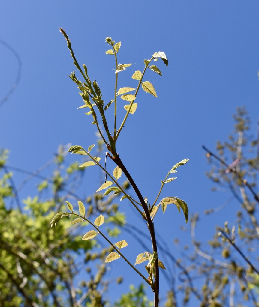 Alternate, pinnately compound leaves.