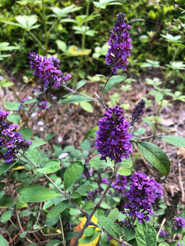 Flowers - Craven Co., NC