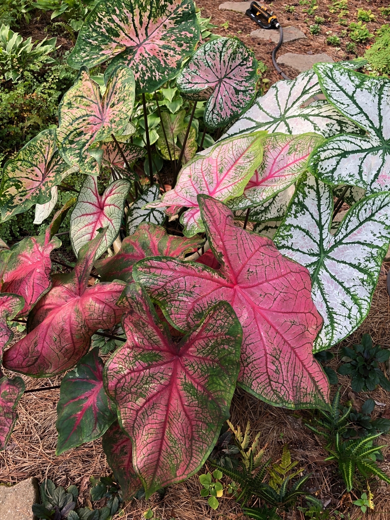 Leaves - Craven Co., NC