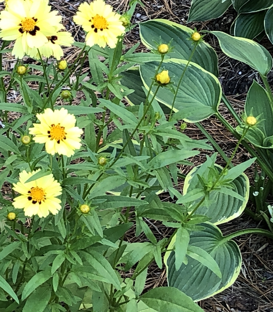Leaves & Flower with Hosta in the background - Craven Co., NC
