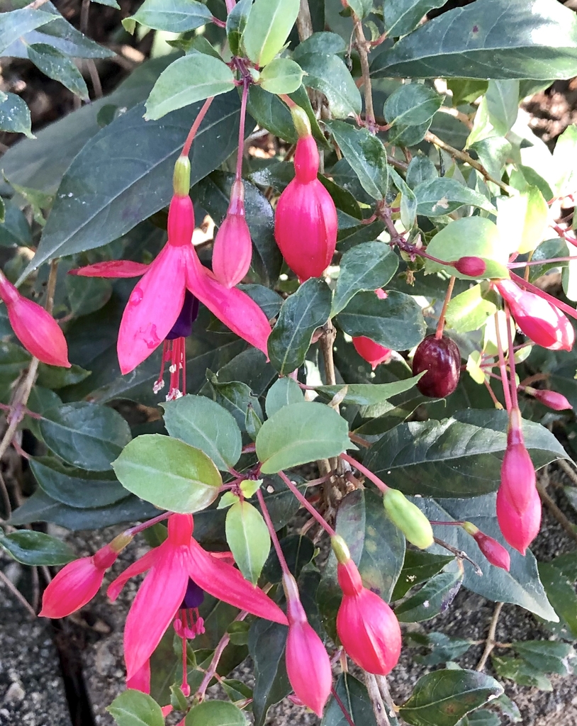 Flowers, JCRA, Wake Co. NC, late fall