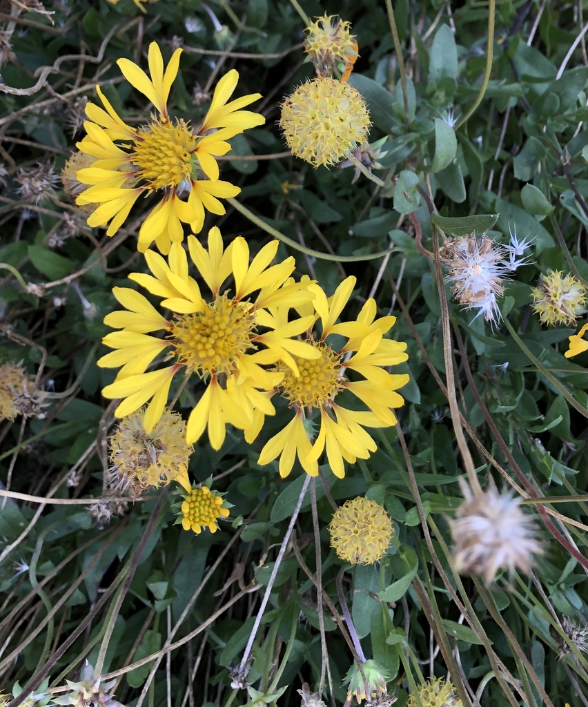 Varying flower stages, Wake Co. NC